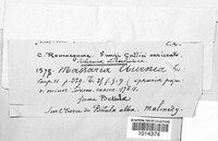 Massarina eburnea image